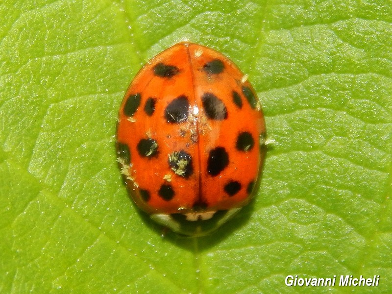 Harmonia axyridis e Propylea quatuordecimpunctata